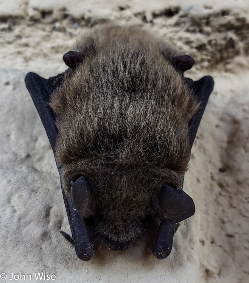 Bat in Scottsdale, Arizona