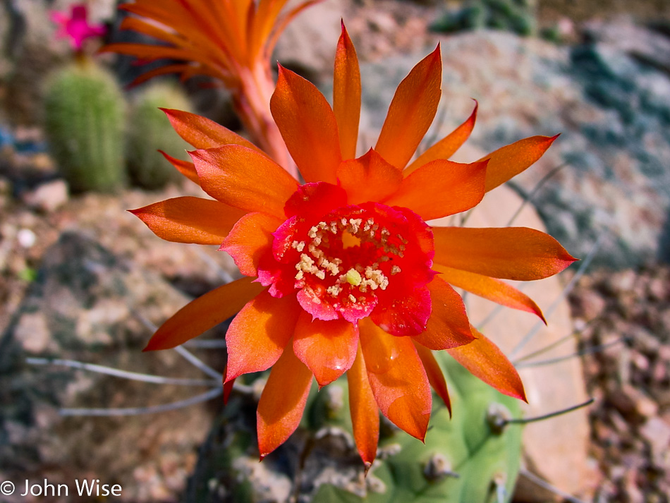 Desert Botanical Garden Phoenix, Arizona