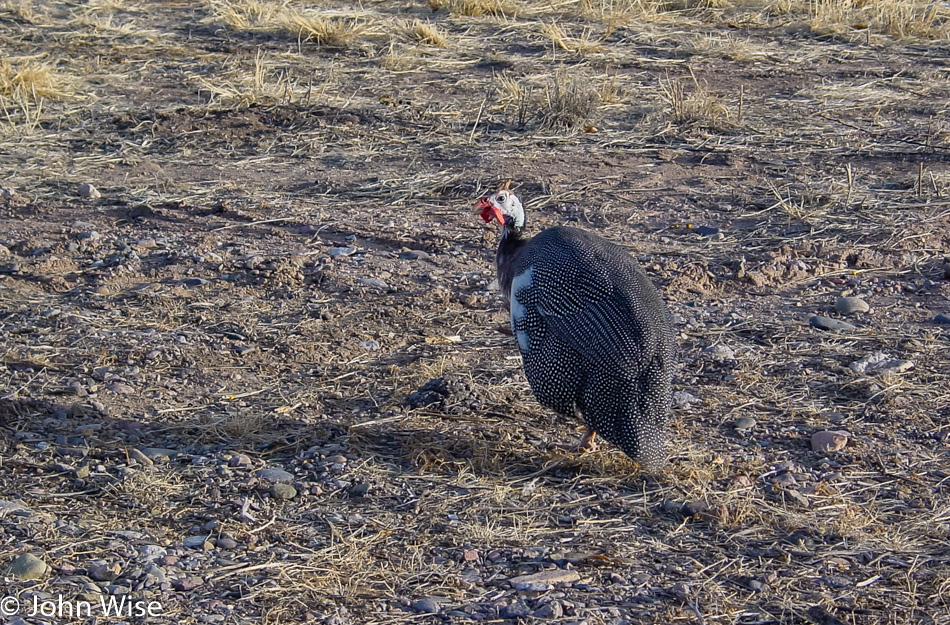Turkey in New Mexico