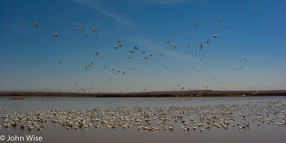 Bosque Del Apache National Wildlife Refuge in New Mexico