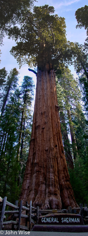 Sequoia National Park in California