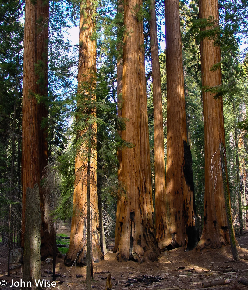 Sequoia National Park in California