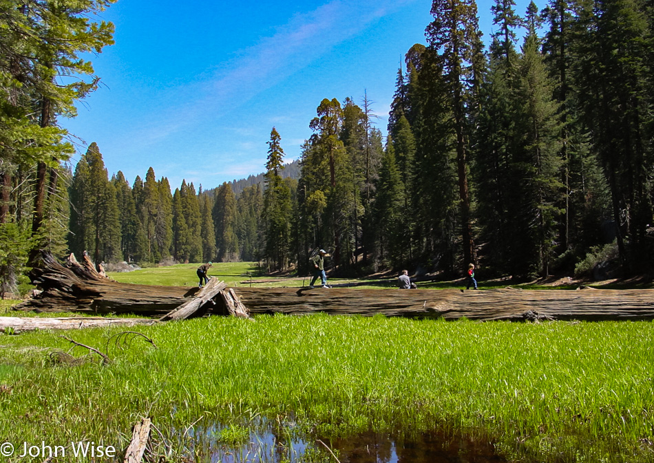 Sequoia National Park in California