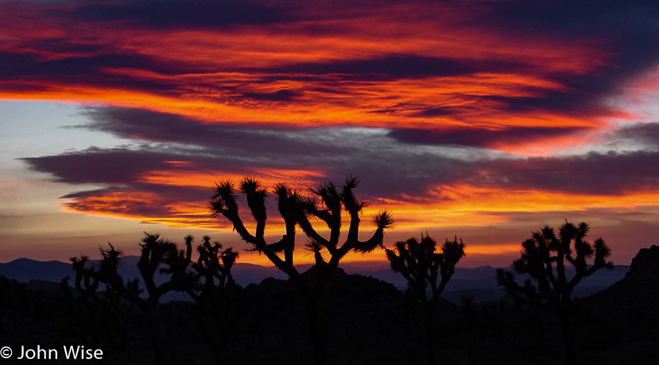 Joshua Trees at Sunset