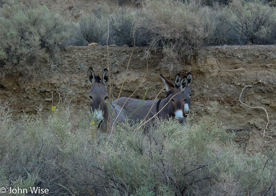 Wild Donkey's in Death Valley National Park in California