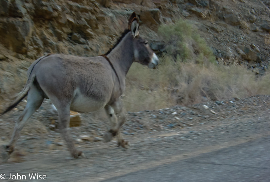 Wild Donkey's in Death Valley National Park in California
