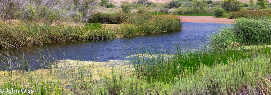 Ballona Freshwater Marsh in Playa Del Ray, California