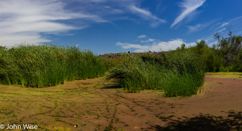 Ballona Freshwater Marsh in Playa Del Ray, California