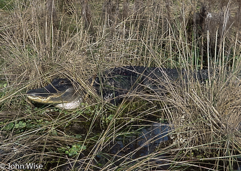 An everglade outside of Orlando, Florida