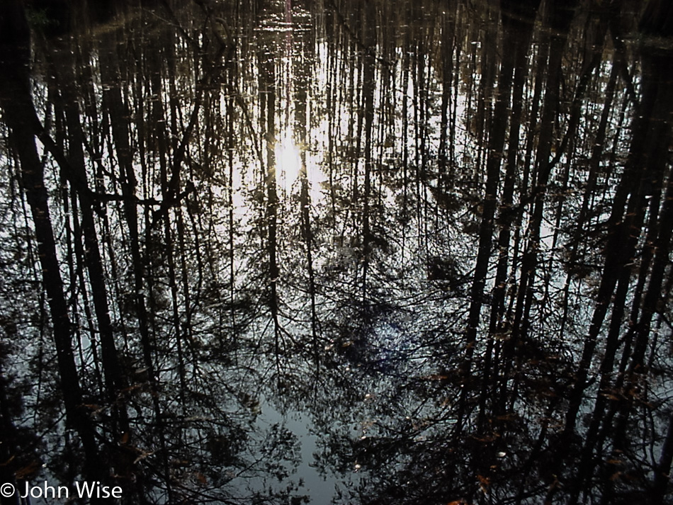 An everglade outside of Orlando, Florida