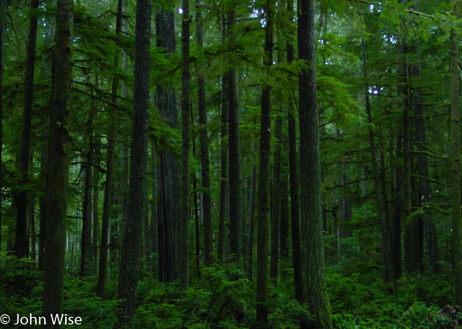 Northern California Forest