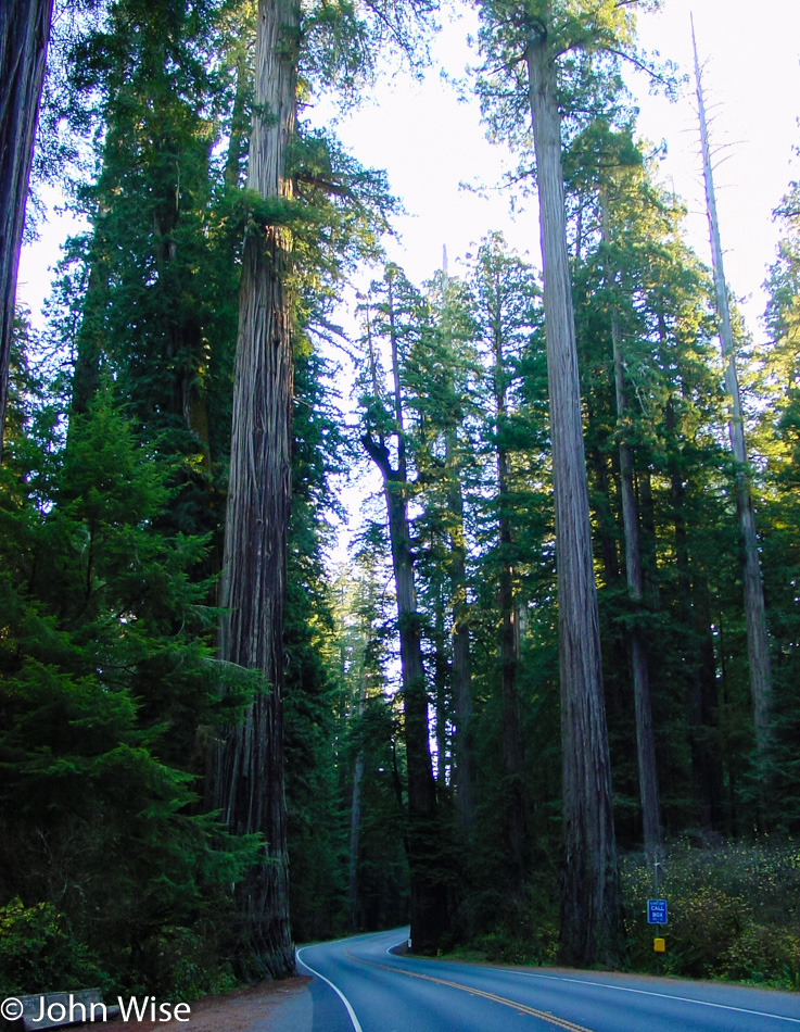 Northern California Forest