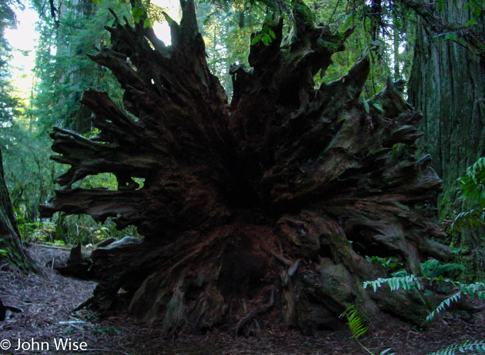 Redwoods National Park in California