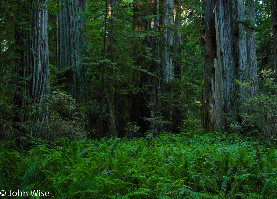 Redwoods National Park in California