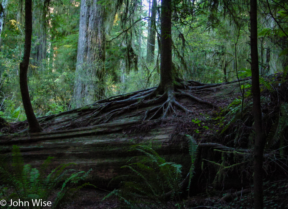 Redwoods National Park in California