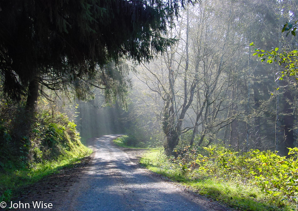 Fern Canyon in Prairie Creek Redwoods State Park, California