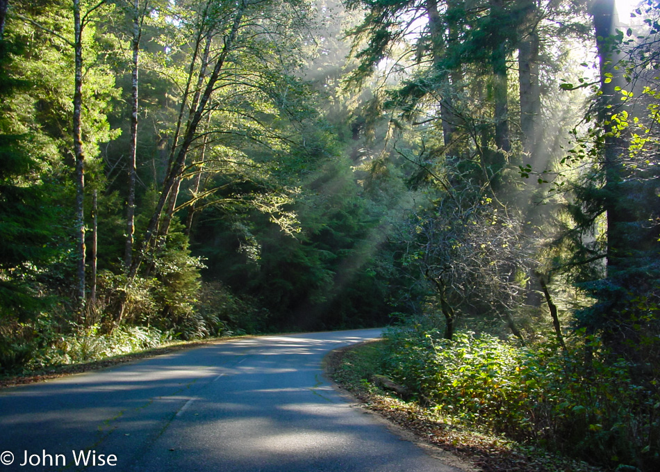 Fern Canyon in Prairie Creek Redwoods State Park, California