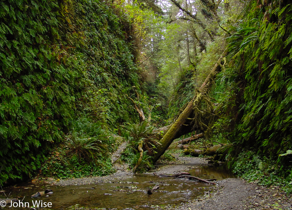 Fern Canyon in Prairie Creek Redwoods State Park, California