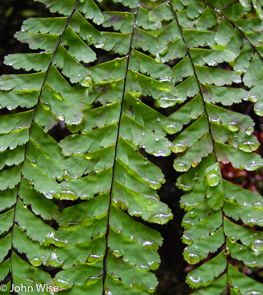 Fern Canyon in Prairie Creek Redwoods State Park, California