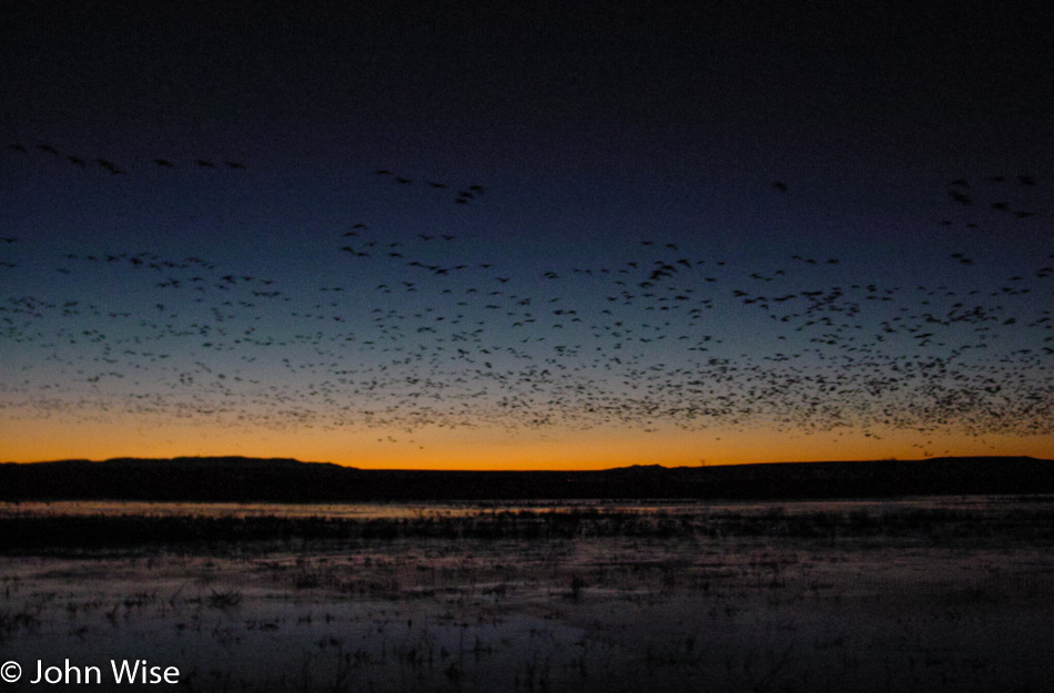 Bosque Del Apache in New Mexico