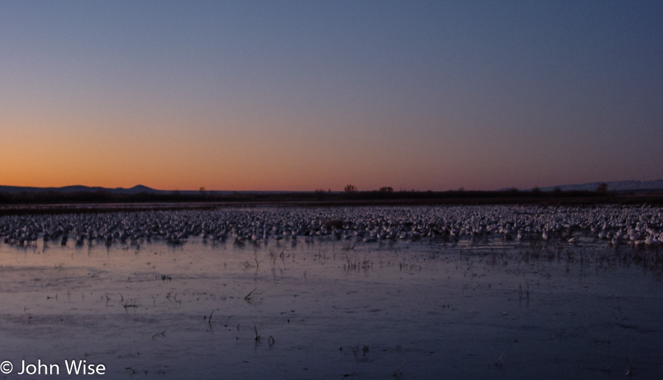 Bosque Del Apache in New Mexico