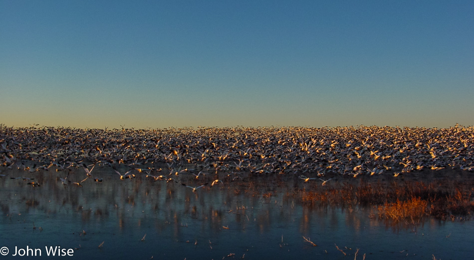 Bosque Del Apache in New Mexico