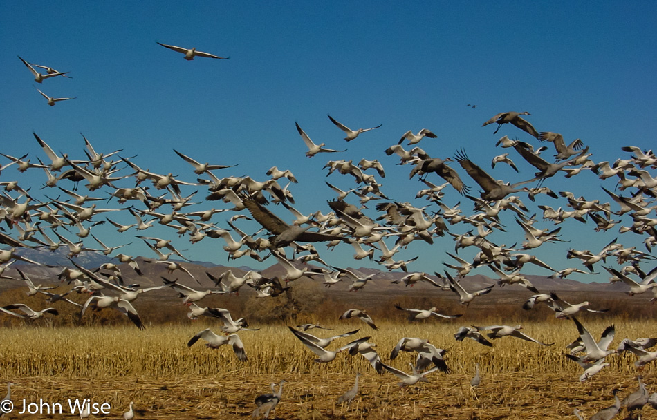 Bosque Del Apache in New Mexico