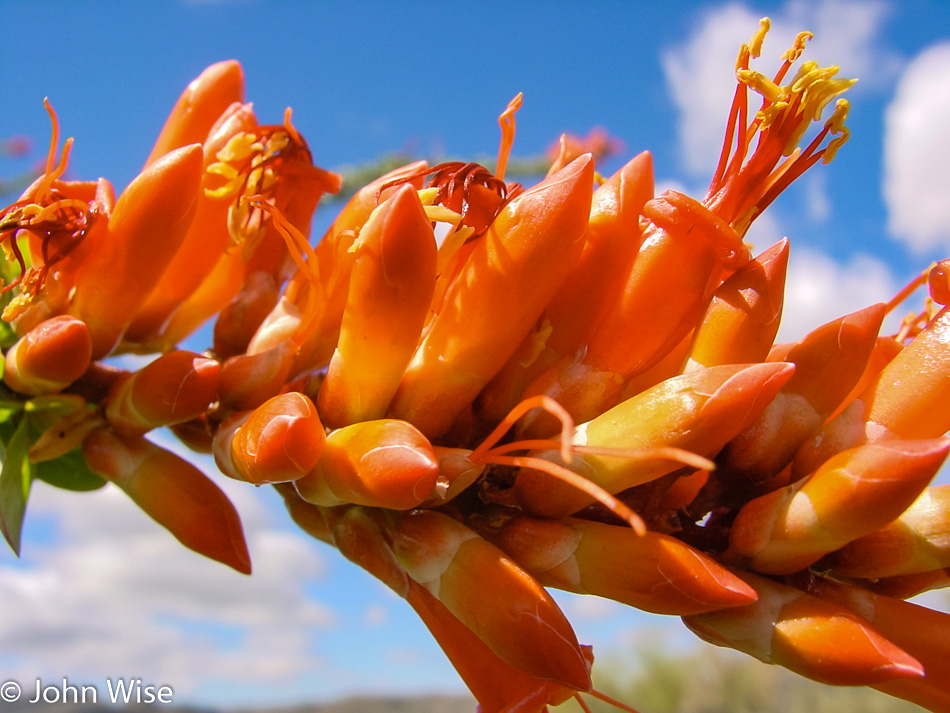 Ocotillo bloom in Arizona desert