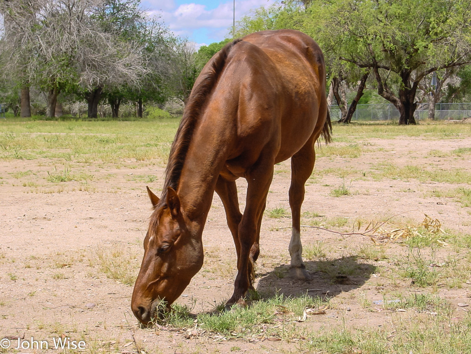 Horse in Winkelman, Arizona