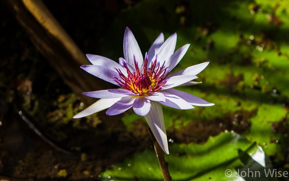 Waimea Botanical Garden on Oahu, Hawaii