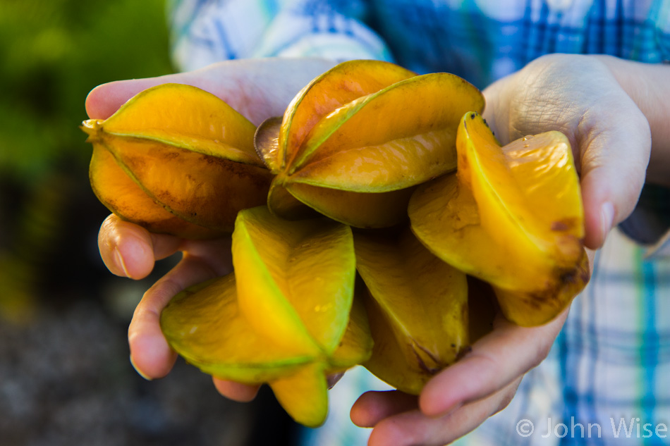 Starfruit on Kauai, Hawaii