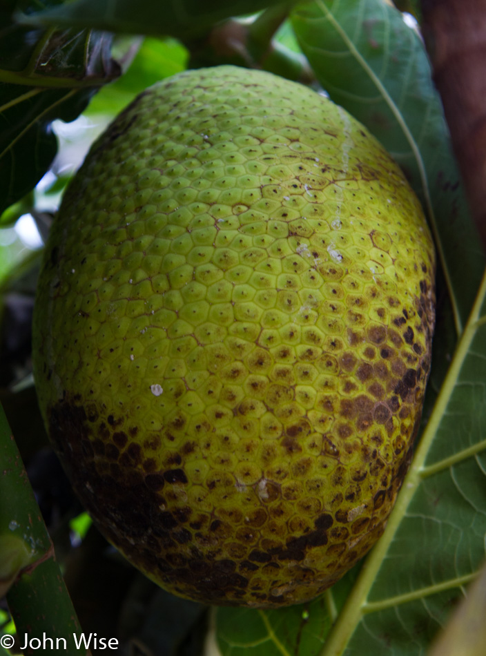 Breadfruit at Limahuli Garden and Preserve on Kauai, Hawaii