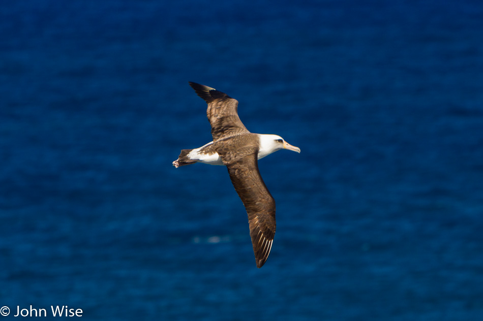 Albatross on Kauai, Hawaii