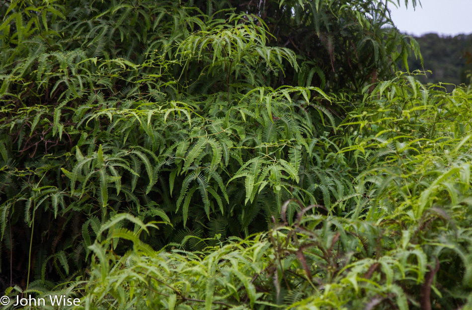 Kahili Mountain Park on Kauai, Hawaii