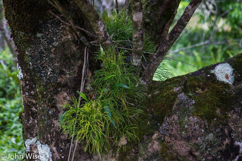 Kahili Mountain Park on Kauai, Hawaii