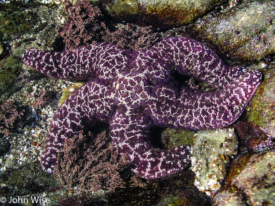 Starfish at low tide off Highway 1 in California