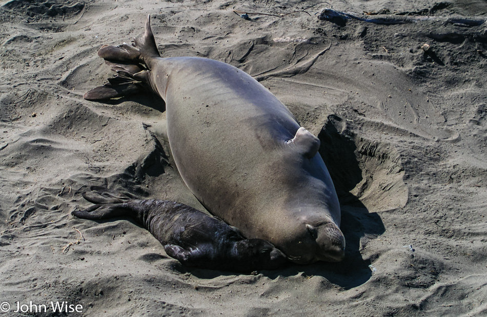 Elephant Seal Colony near San Simeon on Highway 1 in California