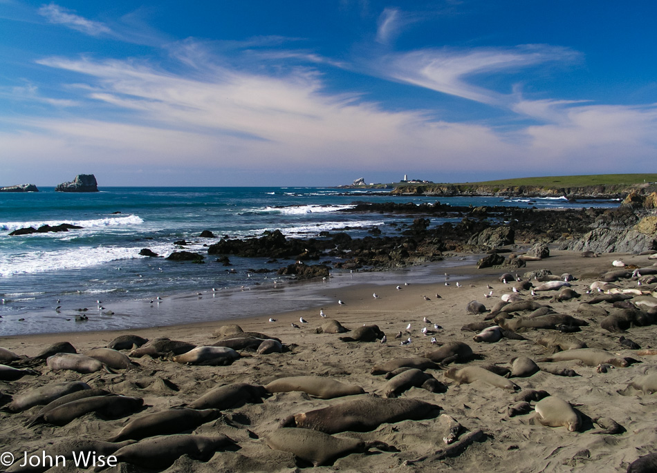 Elephant Seal Colony near San Simeon on Highway 1 in California