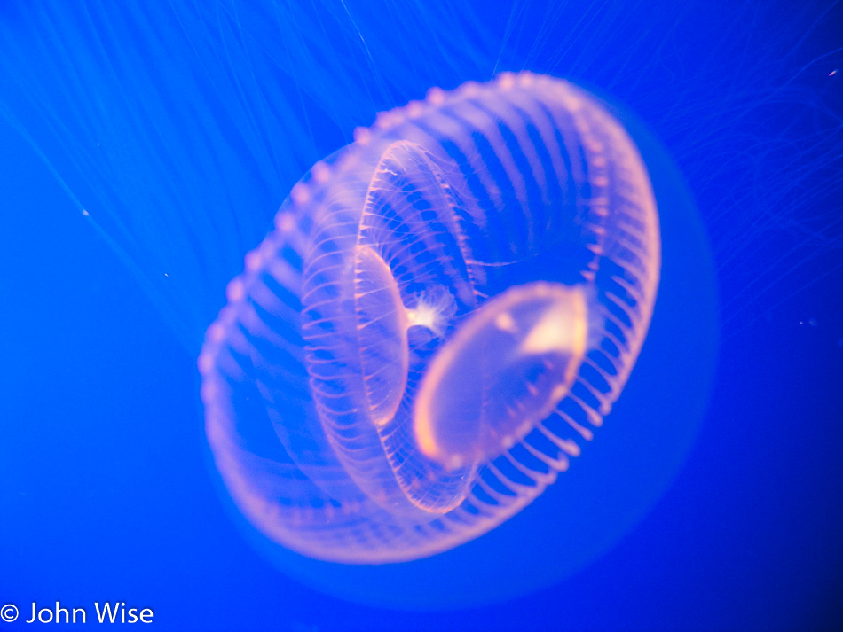 Monterey Bay Aquarium in Monterey, California