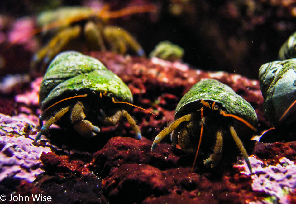 Monterey Bay Aquarium in Monterey, California