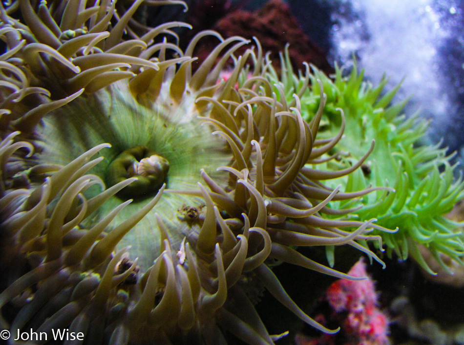 Monterey Bay Aquarium in Monterey, California