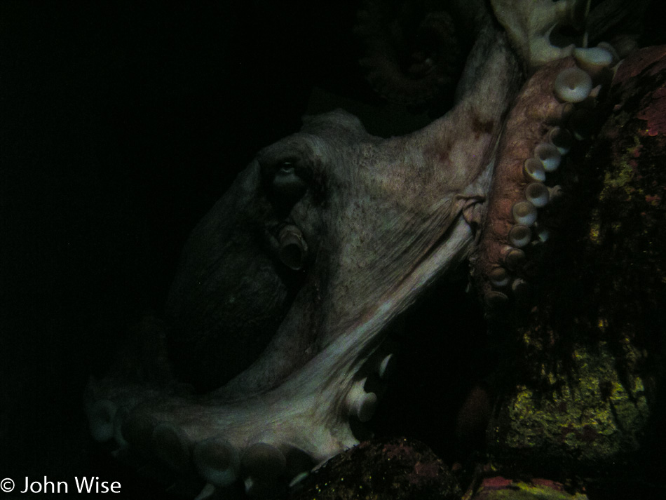 Monterey Bay Aquarium in Monterey, California