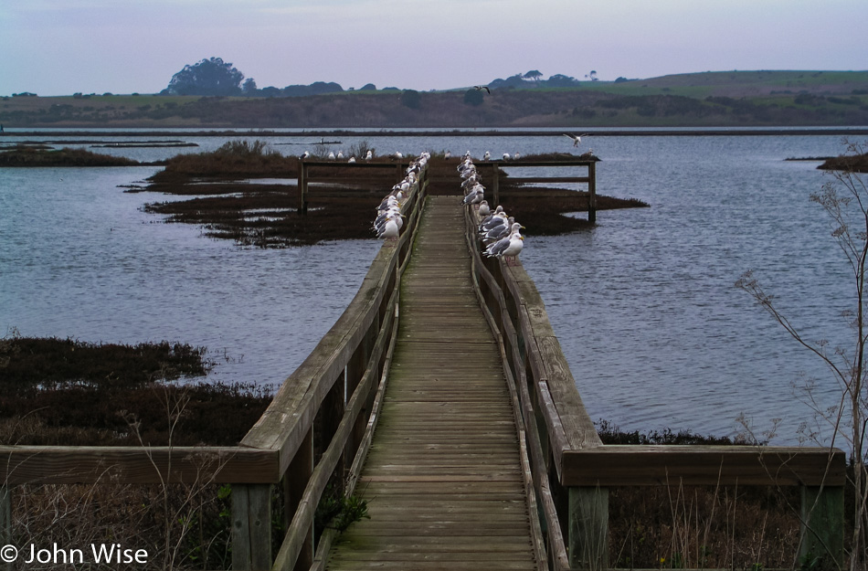 Elkhorn Slough near Moss Landing, California