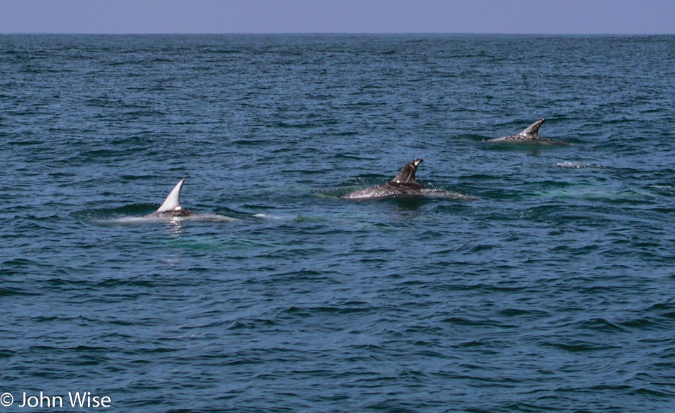 Porpoise in Monterey Bay, California