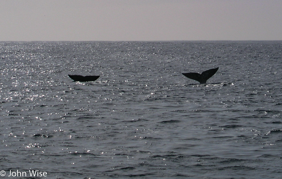Whales in Monterey Bay, California