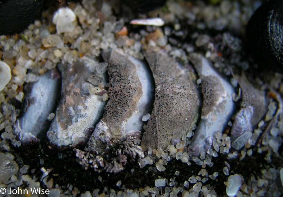 Sea life along the Pacific Ocean near Monterey, California