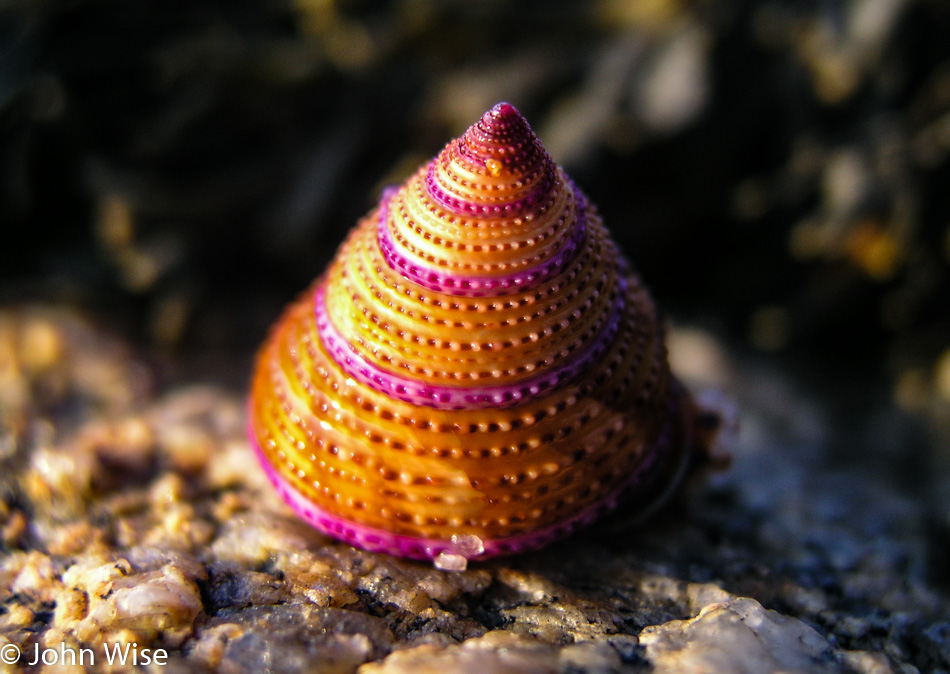 Sea life along the Pacific Ocean near Monterey, California