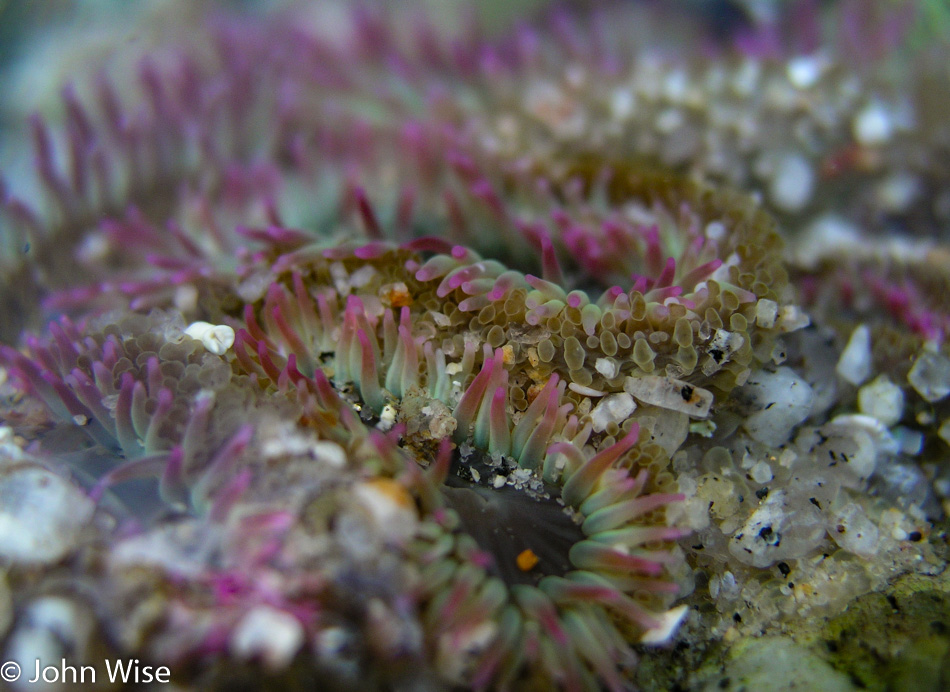 Sea life along the Pacific Ocean near Monterey, California