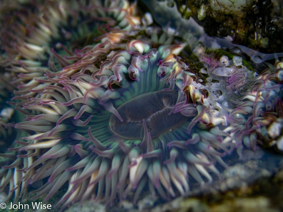 Sea life along the Pacific Ocean near Monterey, California