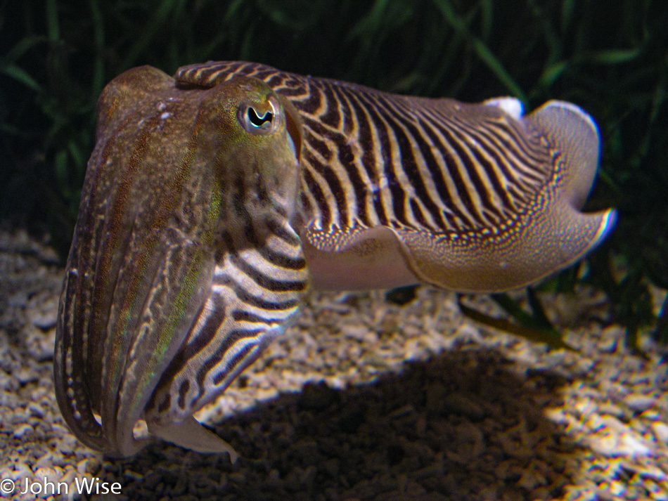 Monterey Bay Aquarium in Monterey, California